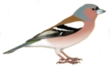 Deodatus Fringilla